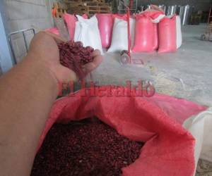 Los productores de granos básicos procesan sus cultivos en Arsagro y esta se encarga de comercializar el producto.