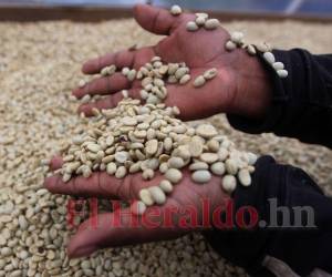 Los anticipos de exportación de café recibidos por empresas y productores fue clave para el aumento en la inversión extranjera.