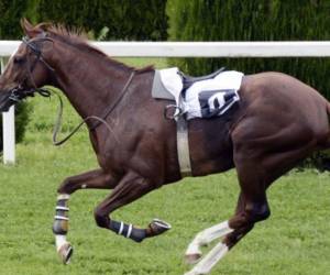 El caballo, ganador de varias carreras en el hipódromo de Adana, una ciudad a unos 480 kilómetros al sur de Ankara, había sido sacrificado tras sufrir una herida en la pata.