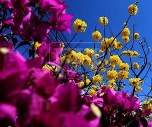 Las vibrantes flores llenan de color distintos barrios de Tegucigalpa y Comayagüela, regalando un espectáculo natural que cautiva a capitalinos y visitantes. Las mejoresimágenes en la siguiente galería.