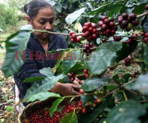La falta de personal podría poner en riesgo la recolección de la cosecha de café, lo que va a generar pérdidas para los productores. Foto: Johny Magallanes/ EL HERALDO