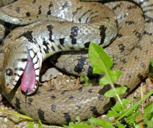 La extraña acción de la serpiente se ha vuelto viral en redes sociales. Foto: RT