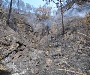 Hace unos días esta montaña en la zona de Miralago, colindante con La Tigra, fue un verde bosque lleno de árboles y frondosa maleza. Hoy solo se observa un panorama gris.