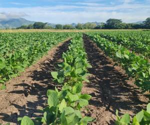Plantación de soya en los campos de Honduras, como parte de la estrategia gubernamental para fortalecer la seguridad alimentaria y promover fuentes de biocombustibles sostenibles.