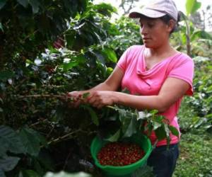 Alrededor de 120,000 familias dependen del rubro de la caficultura en Honduras, lo que representa un 20% de la población, de acuerdo con cifras oficiales.