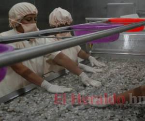 El camarón cultivado es el cuarto rubro que más divisas le genera a la economía hondureña solo por debajo del café, banano y palma. Foto: El Heraldo