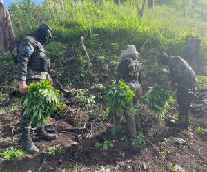 Incineran más de 13 mil plantas de marihuana en Tocoa, Colón