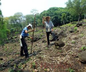 En Orocuina, los pobladores comenzaron a sembrar hasta que vieron caer el agua, para el caso, este sembrador hasta el viernes de la semana pasada, es decir, el 17 de mayo, tiró la semilla.