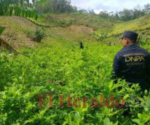 El cultivo de plantas de coca revela el nivel del narcotráfico en el país. Foto: El Heraldo