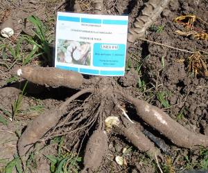 Las variedades de yuca prometen transformar la agricultura del país.