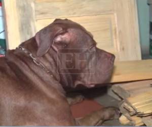 Autoridades sanitarias llegaron hasta la vivienda ubicada en la colonia Hato de Enmedio, de Tegucigalpa, donde un perro pitbull atacó y mató a su dueño el pasado lunes 21 de septiembre.