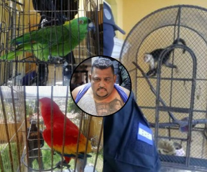 El “Cholo Houston” tenía en su residencia en Loma Verde de la capital animales exóticos como guacamayas, monos y loros.