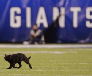 Un gato negro recorre el campo durante el segundo cuarto del juego de la NFL entre los Giants de Nueva York y los Cowboys de Dallas. Foto: AP.
