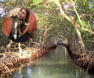 Esta imagen de los manglares en Roatán es ilustrativa.