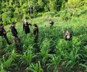 En el segundo día de operativos en la zona norte del país, las autoridades militares dieron un nuevo golpe al narcotráfico en el departamento de Colón.