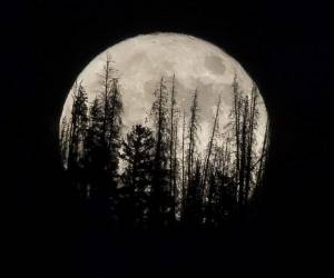 Las siluetas de los árboles destacan frente a una superluna en Silverthorne, Colorado. Agencia AP.