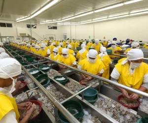 El 38% de baja en la exportación de camarón a Taiwán deber ser absorbido por China, dicen expertos.