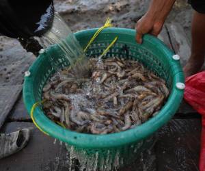 Camaroneros alegaron que el tema que aleja la exportación del camarón al mercado chino es el precio y no los aranceles.