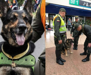 El lider del Clan del Golfo, Dairo Antonio Úsuga David, ofreció una recompenza de 70 mil dólares por matar a una perra que trabaja para la policía de Colombia. Foto: Twitter/Policía Antinarcóticos.gov.co