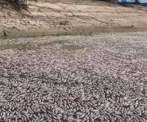 “Es horrible, de verdad. Hay peces muertos hasta donde llega la vista”, dijo a la AFP Graeme McCrabb, residente de Menindee.