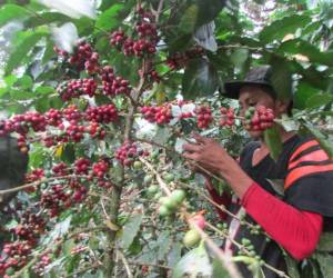 El pronóstico de cosecha del aromático para este año cafetero es de 7.2 millones de quintales en Honduras.