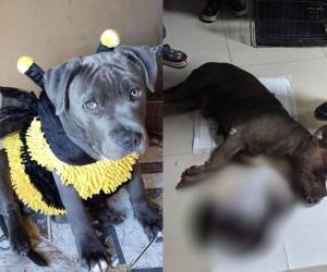 La muerte de “Chris”, un perro de raza pitbull, ha generado indignación y debate en redes sociales luego de que su propietaria denunciara un supuesto acto de crueldad ocurrido en la colonia Wawas, en La Esperanza, Intibucá. Aquí los detalles.