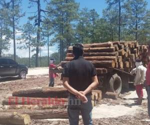 Los diputados buscan que se tomen las medidas necesarias y se detenga la tala de bosques. Foto: Referencia/ EL HERALDO