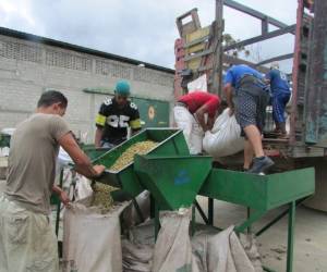 Las familias productoras están en condiciones precarias debido a la caída del precio y también a una menor productividad en la actual cosecha que finaliza en septiembre próximo.