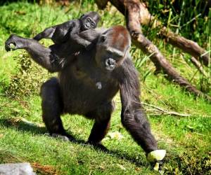 En esta foto del 7 de marzo de 2019, Bulera recoge una col mientras carga sobre su espalda a su bebé adoptivo Gandai en el zoológico de Jacksonville, Florida. La gorila de 30 años ha adoptado al bebé, cuya madre no ha demostrado suficiente interés en él. (Bob Self/The Florida Times-Union vía AP)