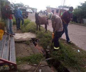 Hasta el momento se desconoce cómo habría caído el animal en el estrecho lugar.