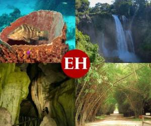 Honduras posee una riqueza natural impresionante, con diferentes ecosistemas que hacen de esta tierra un verdadero paraíso. Fotos: EL HERALDO