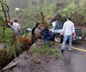 La caída de varios árboles y postes han afectado el fluido eléctrico.