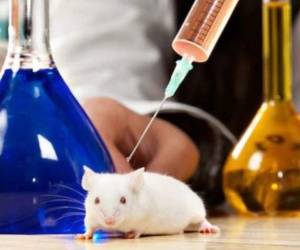 Los especialistas consideran que las inmunoterapias de cáncer han revolucionado los tratamientos contra el cáncer porque potencia al sistema inmunitario de los pacientes a combatir los tumores. Foto: Infobae