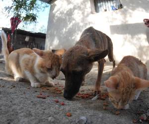 Los perros y gatos también recibieron alimentos en el Corredor Seco.
