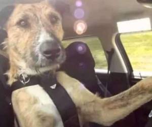 'Cuando lo detuvimos, dijo a nuestros oficiales que estaba tratando de enseñar a su perro a conducir', afirmó el hombre al ser detenido. Foto de referencia: El Deber.