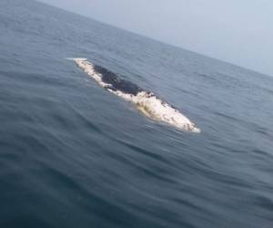 La muerte del cetáceo fue reportada por un pescador. | Foto: cortesía.