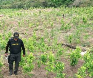 Agente hondureño en el sembradío de coca en Gualaco, Olancho.