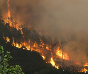 El fuego en los incendios forestales que no son combatidos acaba con todo lo que está a su paso hasta que llega a una barrera natural y se apaga.