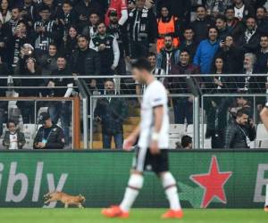 El incidente, que tuvo lugar en el minuto 50 del encuentro, se tomó con humor por los protagonistas y aficionados. El gato abandonó el campo pasado un minuto y el encuentro pudo retomarse. Foto AFP