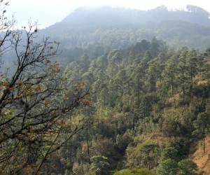 En el Refugio de Vida Silvestre Suyapa: “Luis Hernán Baca Valladares ‘Mero’”, predominan 182 especies de plantas, 33 familias de especies de insectos y 143 especies de aves.