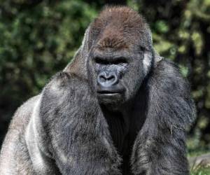 'Bantú reportó un peso de 224 kilos y nosotros consideramos una dosis de anestesia para 200 kilos, la dosis fue mucho menor de lo que debiera de ser' dicen los veterinario. Foto: AFP