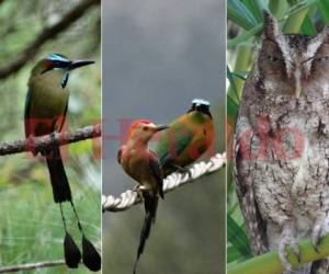 Estas aves se pueden observar desde la Reserva de Vida Silvestre El Carao, en La Libertad, Comayagua. Foto: Cortesía El Carao