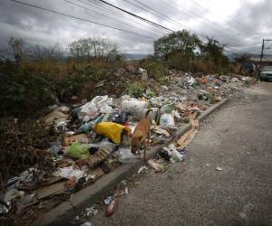 El director de Aseo Municipal señala que la falta de conciencia ciudadana es la principal causa de acumulación de basura en distintos sectores de la ciudad.