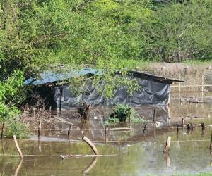 Las inundaciones se han registrado en varias zonas alejadañas al río Goascorán y en la zona norte.