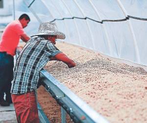 En un 8% ha disminuido el valor de las exportaciones del aromático catracho al sumar 1,034 millones de dólares comparado con los $1,124 millones obtenidos en el mismo término del ciclo pasado.