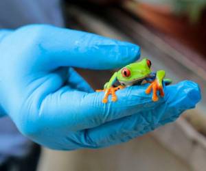 Esta ranita será exportada por avión junto con más de 2,600 animales exóticos nicaragüenses desde el zoocriadero Exotic Fauna, al sureste de Managua.