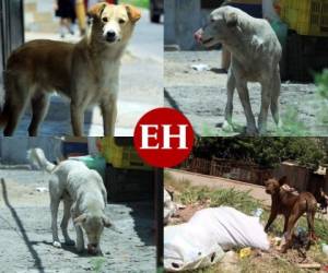 Cerca de 100 mil mascotas se encuentran en situación de calle en Tegucigalpa, la capital de Honduras. Conozca a través de fotos diez datos sobre las difíciles condiciones que estos animales viven. Foto: Alex Pérez/ EL HERALDO