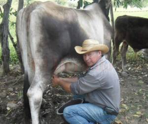 La producción de leche es baja en Honduras.