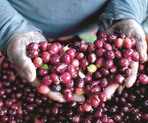En julio de 2026, las exportaciones hondureñas de café aumentaron 16.3% interanual, pese a que los envíos de México y otros países de la región disminuyeron, según la OIC