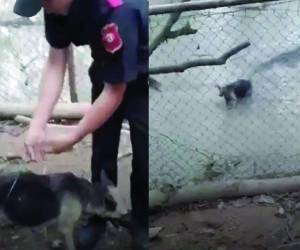 Tras la viralización de un video que muestra el acto, un juzgado giró una orden de captura contra Johnny Javier Mejía Díaz, acusado del delito de maltrato animal agravado en perjuicio del bienestar animal.